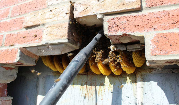 bee in house