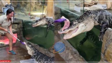 crocodile-attacked-girl-feeding-him-chicken-for-dinner-in-shocking-video