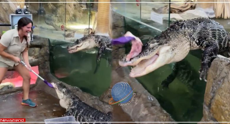 crocodile-attacked-girl-feeding-him-chicken-for-dinner-in-shocking-video