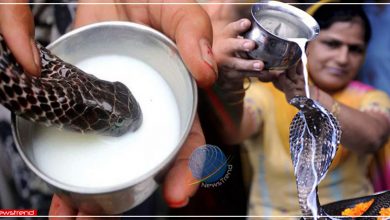 nag panchami milk in snake