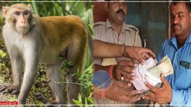 uttar pradesh monkeys ran away with 3 lakh rupees