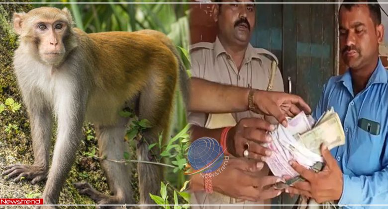 uttar pradesh monkeys ran away with 3 lakh rupees