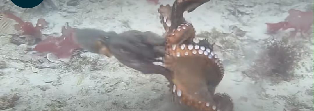 Shocking Video of octopus