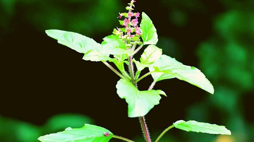 Tulsi Plant Mantra