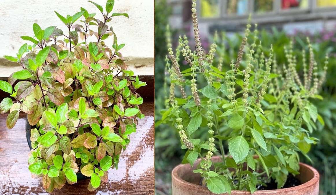 Tulsi Plant Mantra