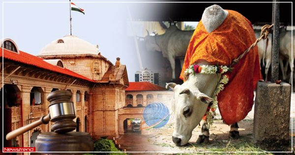 allahabad high court cow as national animal