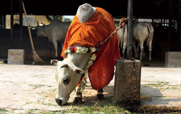 cow