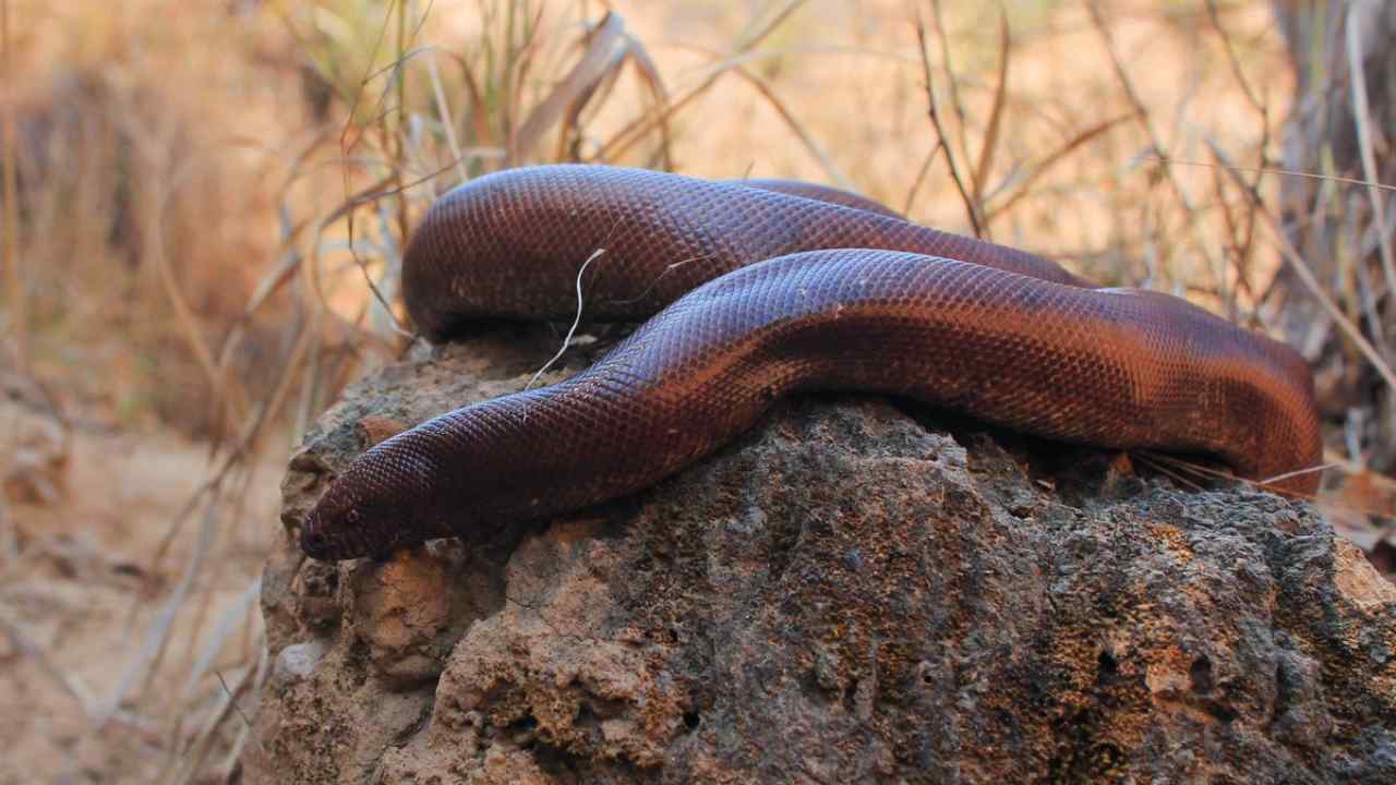 manuli pambu