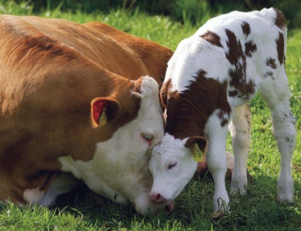 mother cow