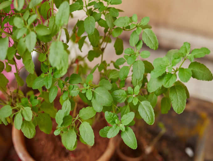 tulsi