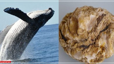 whale fish