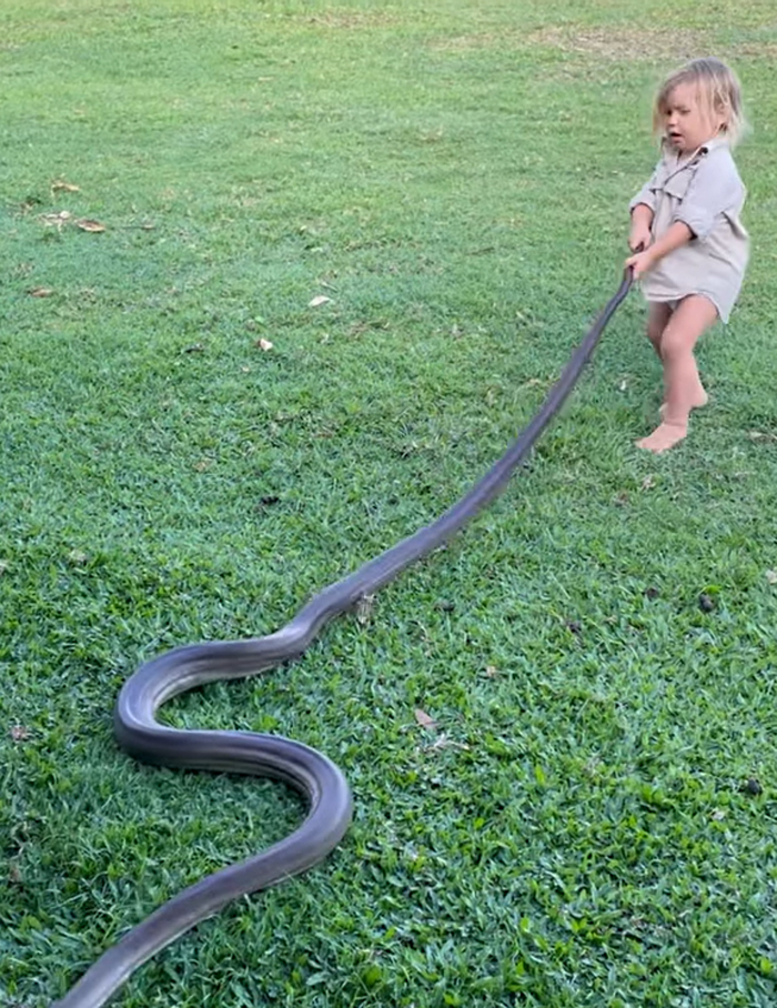 2-year-old-child-grabbed-7-feet-snake