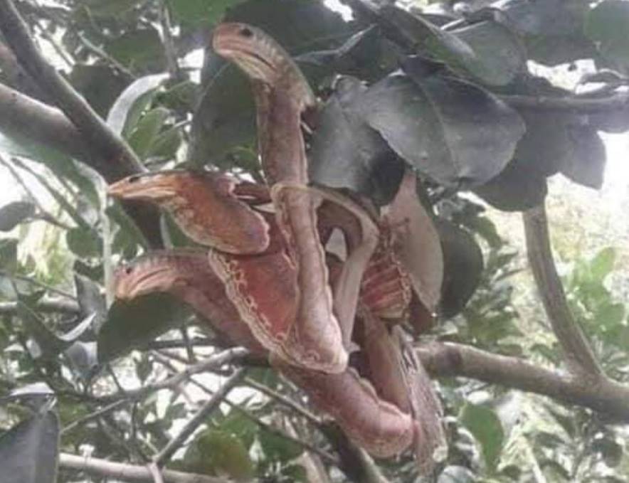 Attacus Atlas