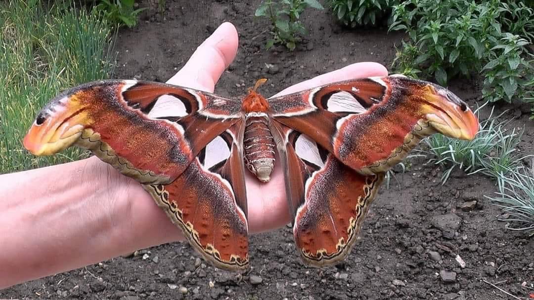 Attacus Atlas