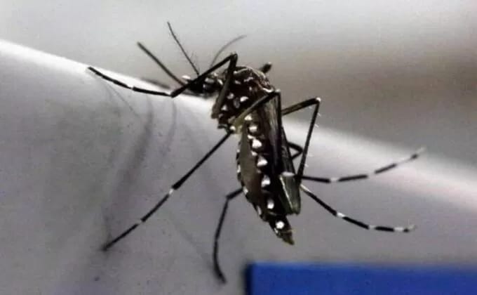 Zika Virus In Up