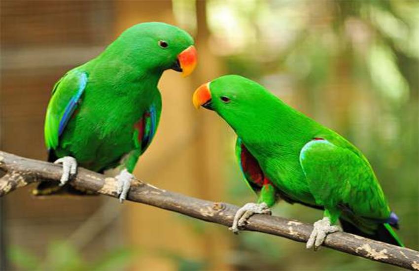 Parrots