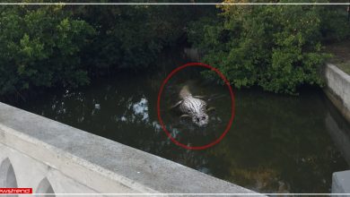alligator attacks woman