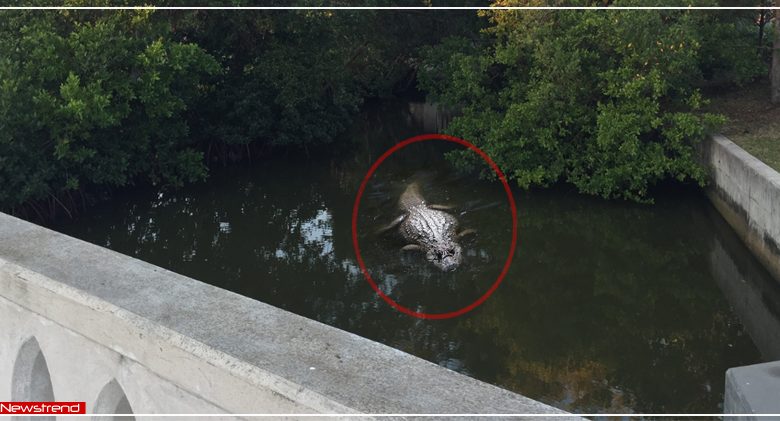 alligator attacks woman