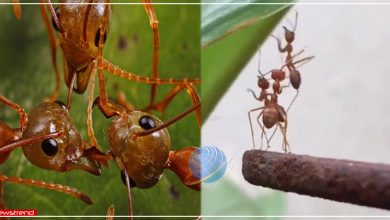 ants team work