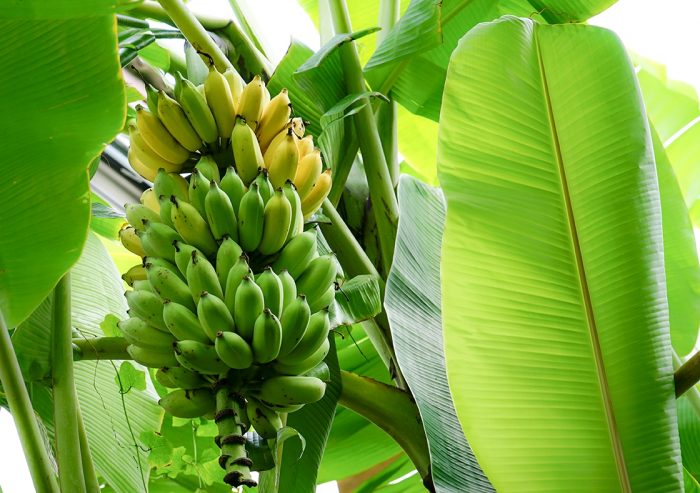 banana plant