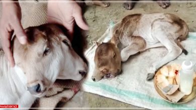 calf born with 2 heads and 3 eyes in odisha