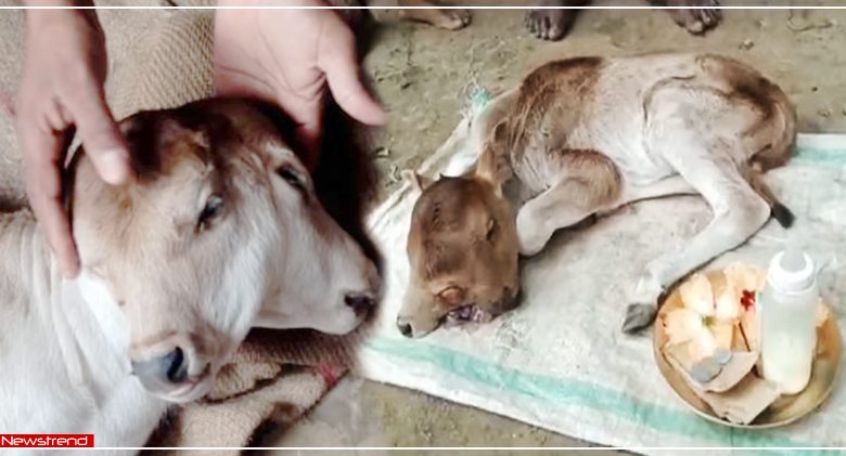 calf born with 2 heads and 3 eyes in odisha