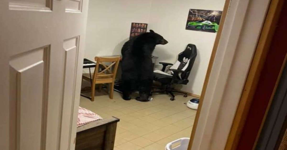 canada-family-found-huge-black-bear-in-their-house