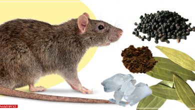 how to get rid of rats from home