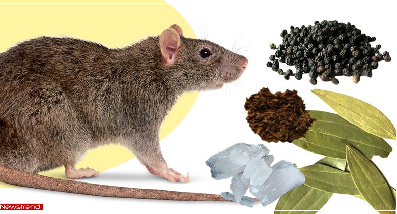 how to get rid of rats from home