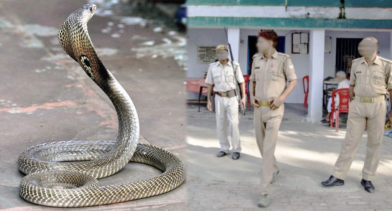 snake in police station