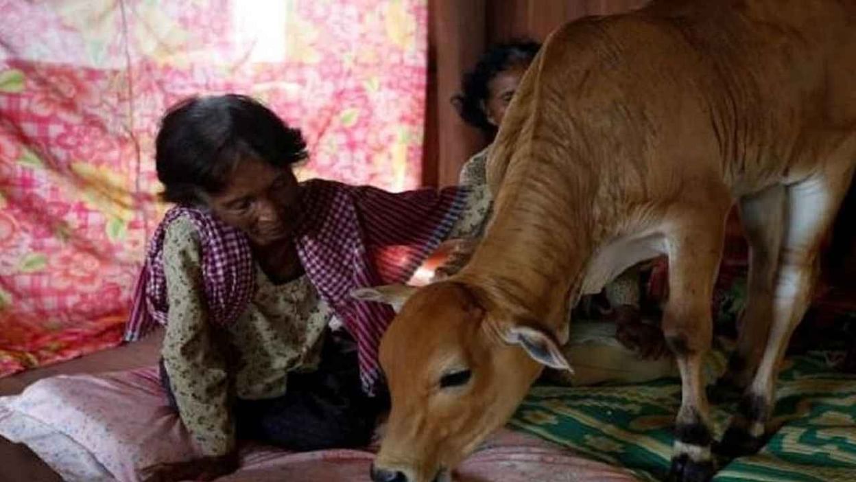 cambodian-woman-gets-married-with-cow-says-husband-rebirth