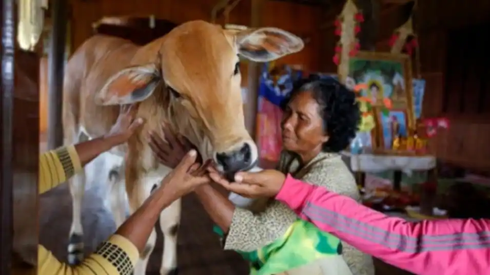 cambodian-woman-gets-married-with-cow-says-husband-rebirth