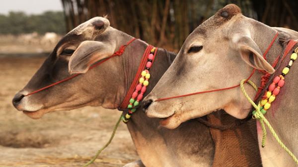 cambodian-woman-gets-married-with-cow-says-husband-rebirth