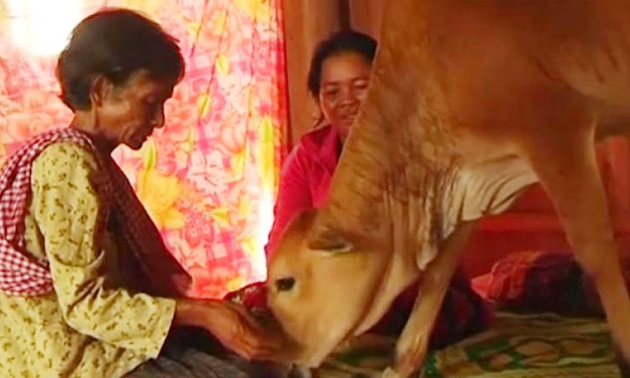 cambodian-woman-gets-married-with-cow-says-husband-rebirth