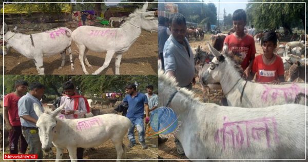 kangana and aryan donkey