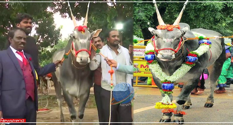 krishna-bull-sold-for-1-crore-in-krishi-mela-bengaluru-2021