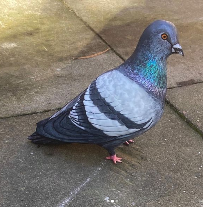 video-of-man-cutting-pigeon-illusion-cake-went-viral