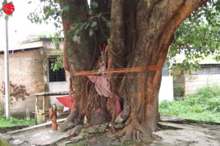 worship peepal tree on saturday