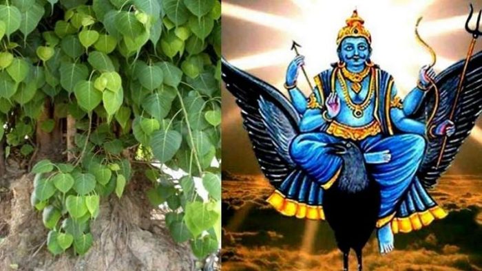 worship peepal tree on saturday