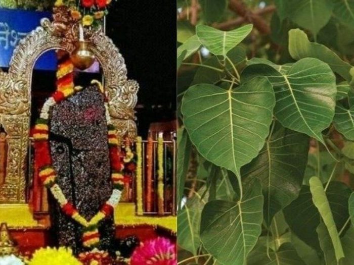 worship peepal tree on saturday