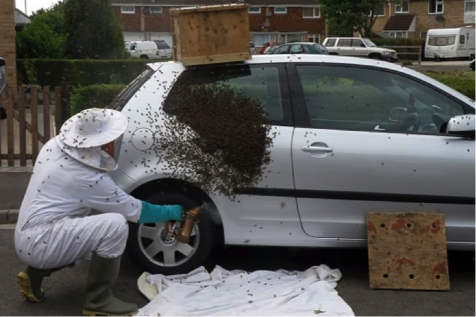 20 thousand bees followed car for two days 