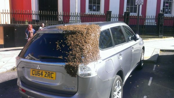 20 thousand bees followed car for two days