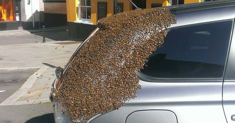 20 thousand bees followed car for two days 