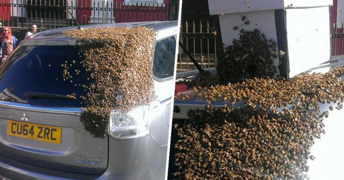 20 thousand bees followed car for two days 