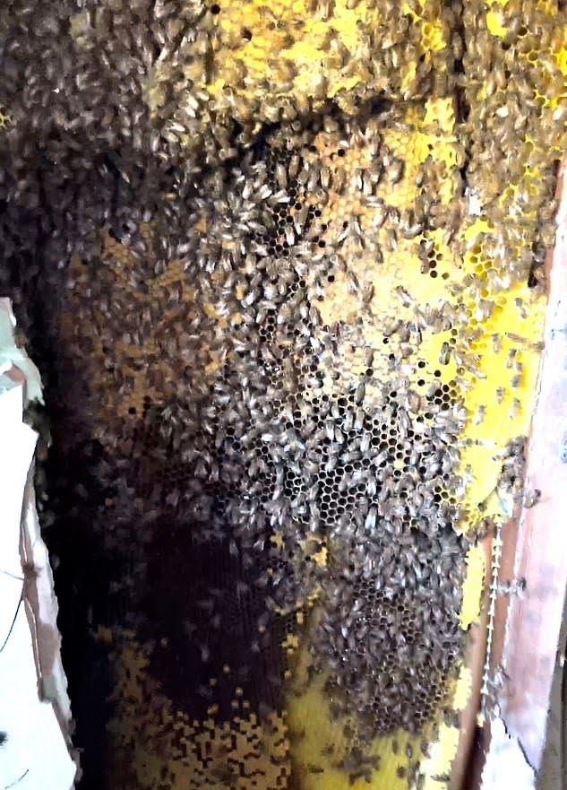 Bee Nest Found Behind Bathroom Tile