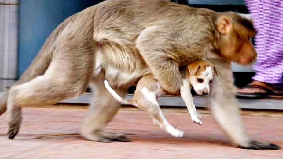 Two Monkeys Captured In Maharastra