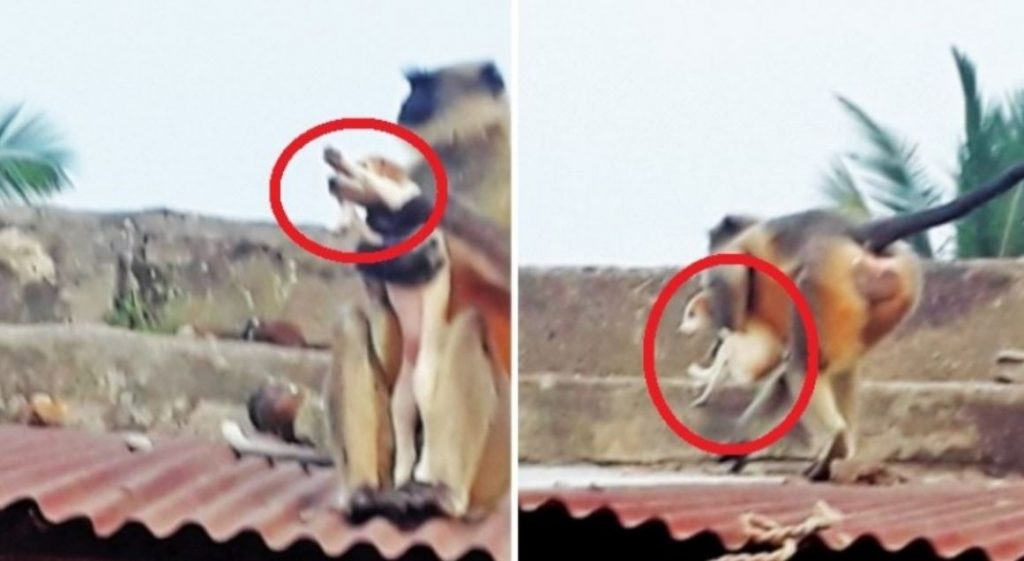Two Monkeys Captured In Maharastra