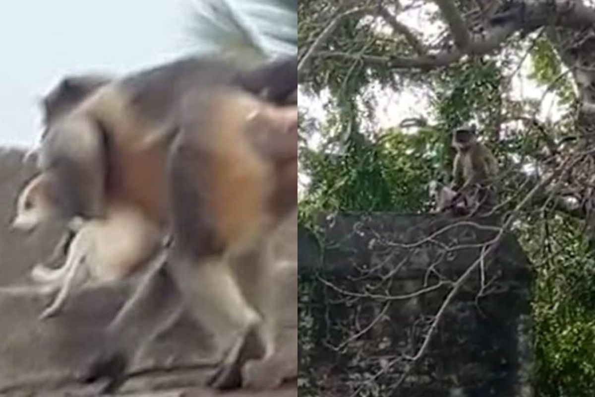 Two Monkeys Captured In Maharastra