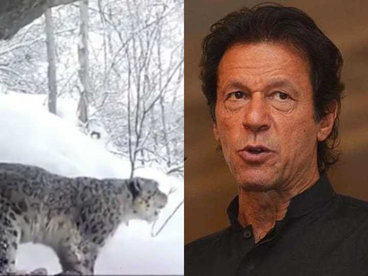 Imran Khan Posts Snow Leopard Video