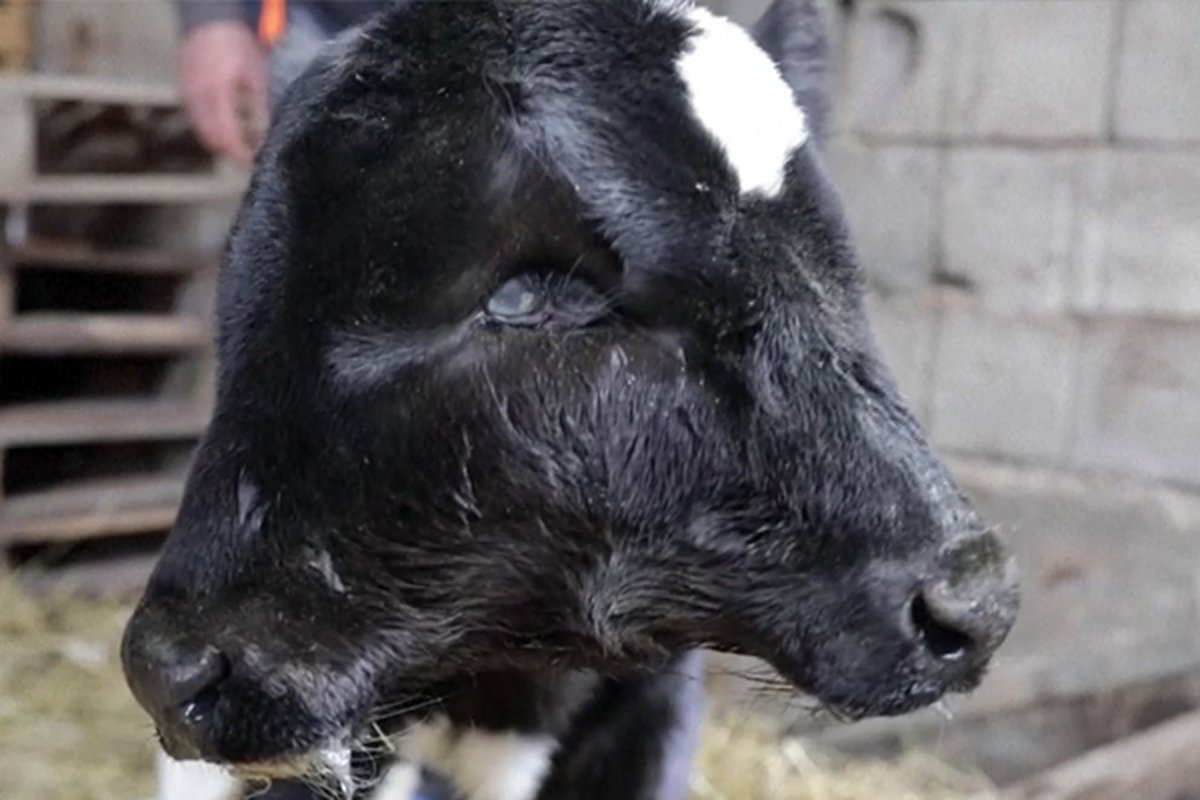 cow gave 2 headed calf birth 